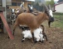Cabras enanas detrás del hotel